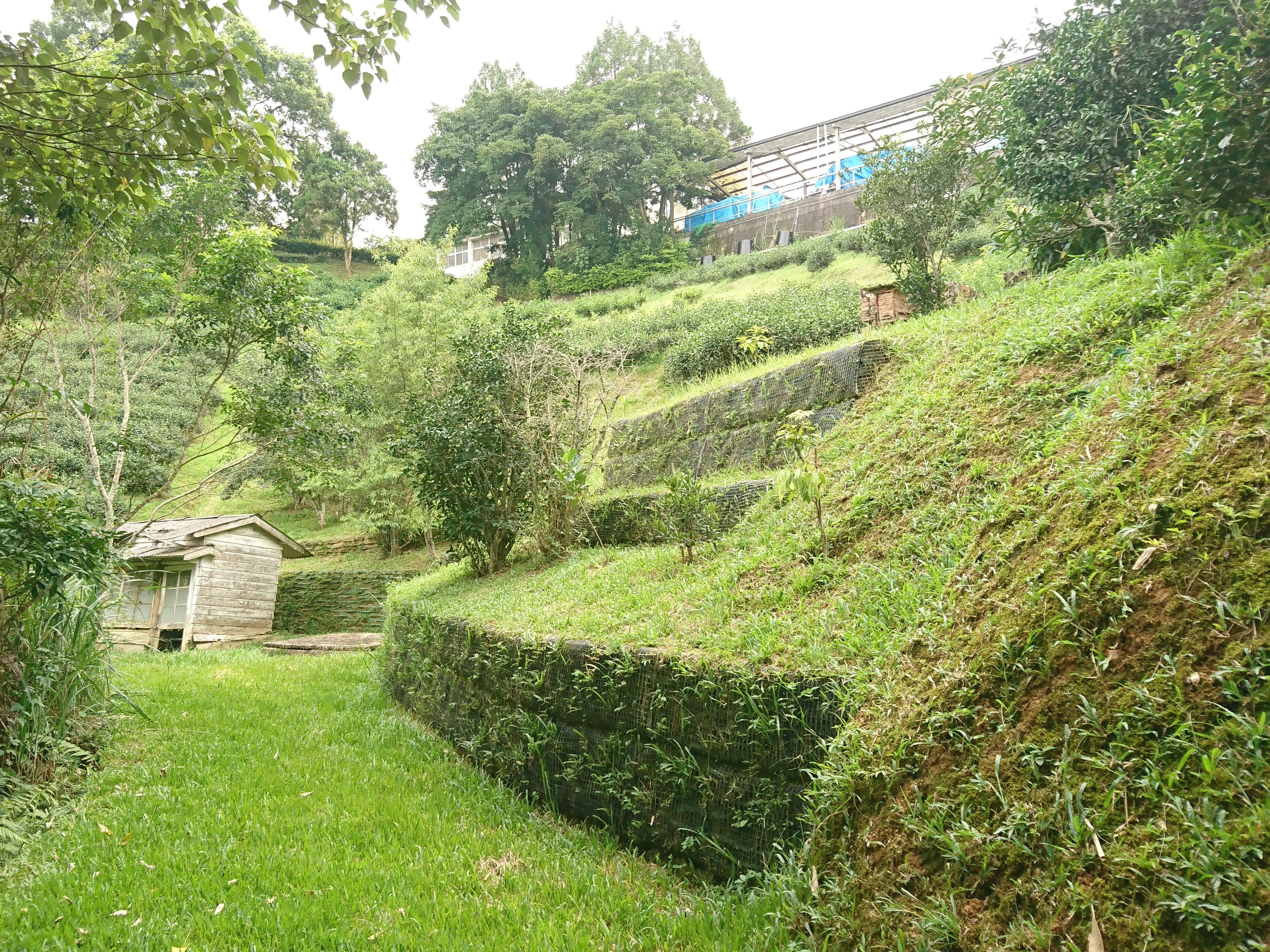 植生袋構建護坡保育山坡地茶園土壤